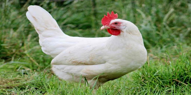 Những Đặc Điểm Của Gà Lơ Go Người Chơi Đá Gà Nên Biết 6 Đặc điểm của gà lơ go