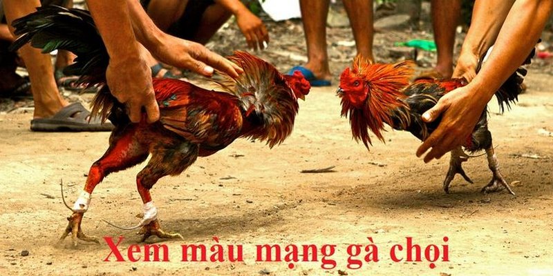 Bật Mí Cách Xem Màu Mạng Gà Cực Chuẩn Giúp Mã Đáo Thành Công 6 Màu mạng gà